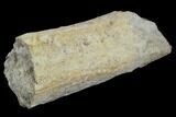 Unidentified Fossil Bone Section - North Dakota #120547-1